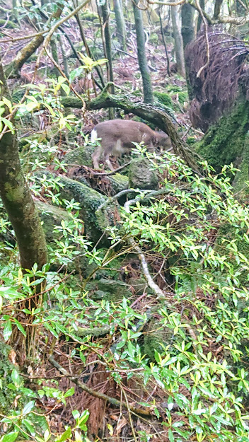 ヤクシカ